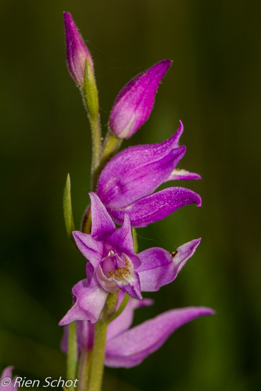 Cephalanthera rubra in de Alblasserwaard