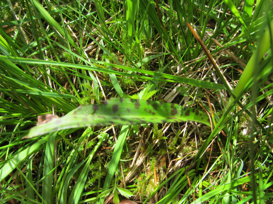 IMG_4722.JPG