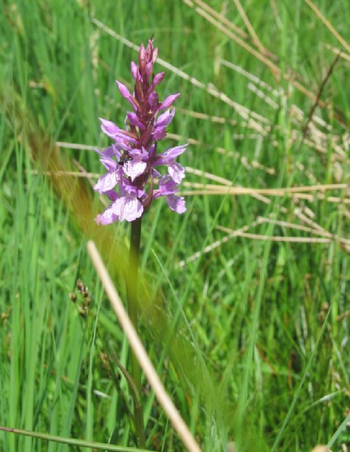 hoge venen a.JPG