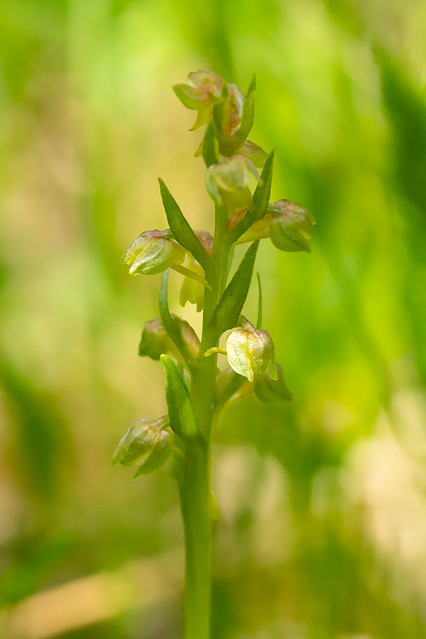 Groene_nachtorchis_BRJ-18.jpg