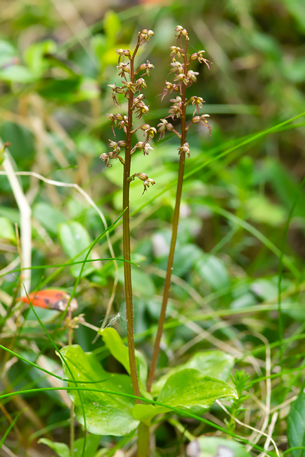 Kleine_keverorchis_BRJ-18.jpg
