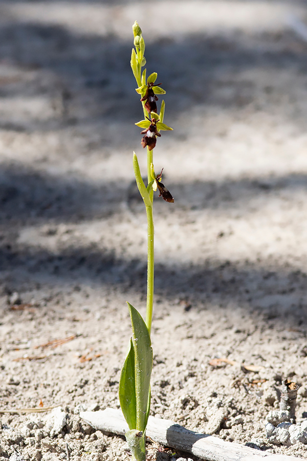Vliegenorchis_ACK-18.jpg