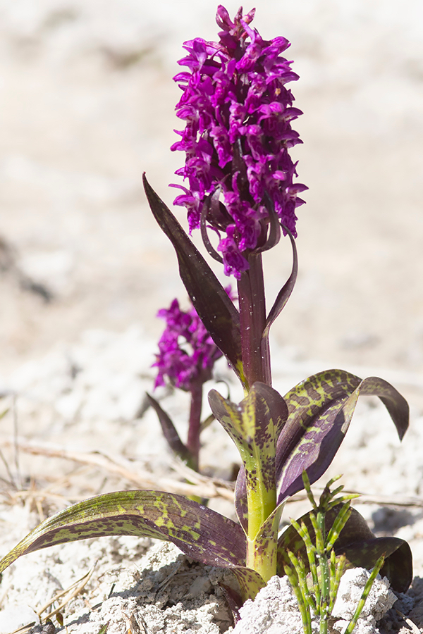 Bloedvlekkenorchis_ACK-18.jpg