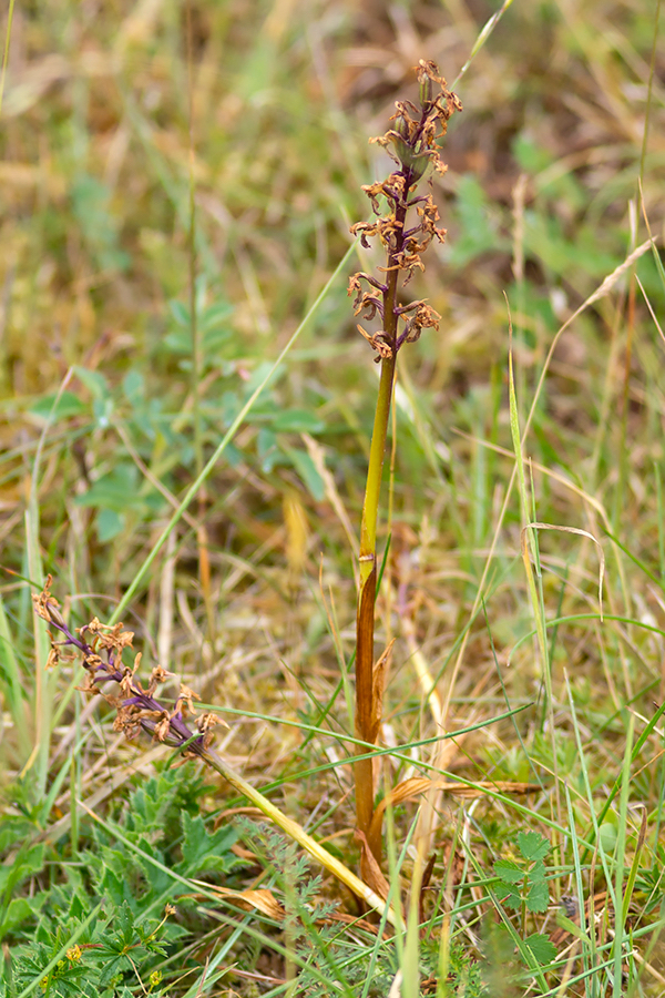 Mannetjesorchis_OPL-1.jpg