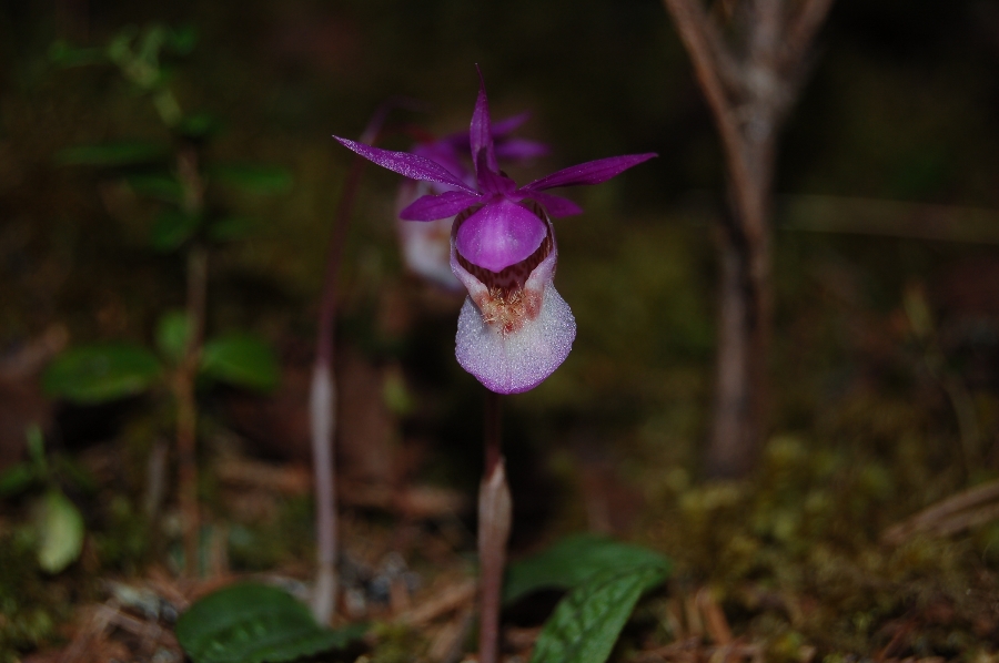 DSC_6961.JPG
