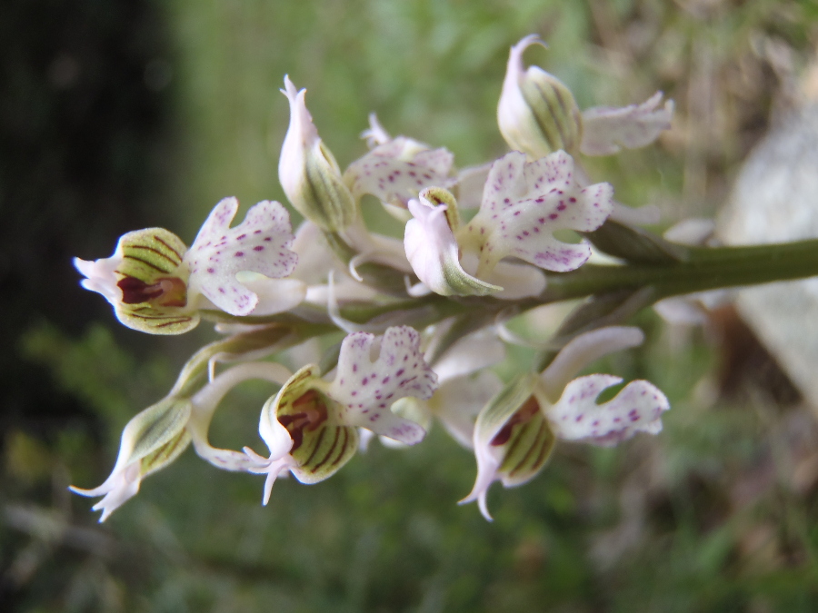 Neotinea lactea, ja?