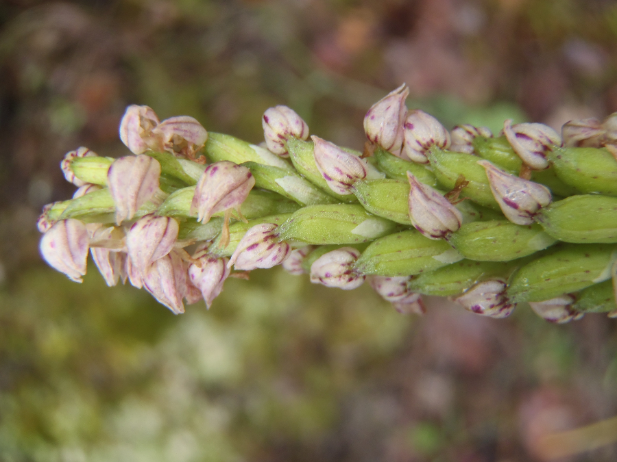 Neotinea maculata, maar wel 50 cm hoog. Kan normaal niet.