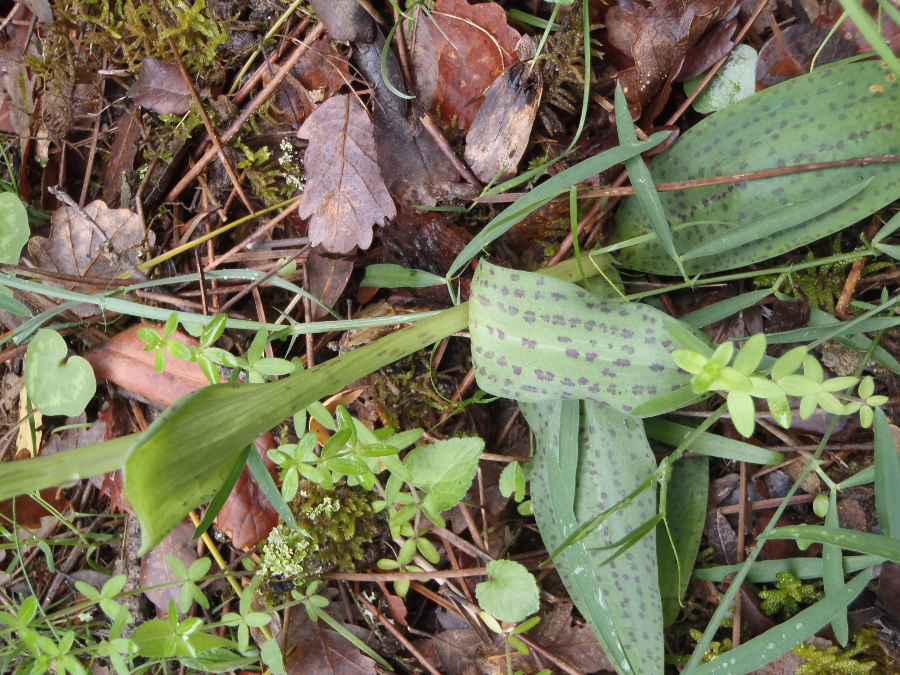 Neotinea maculata, maar wel 50 cm hoog. Kan normaal niet.