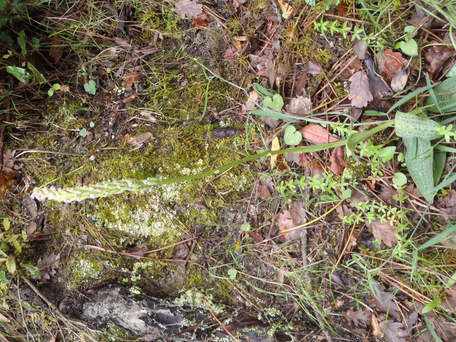 Neotinea maculata, maar wel 50 cm hoog. Kan normaal niet.