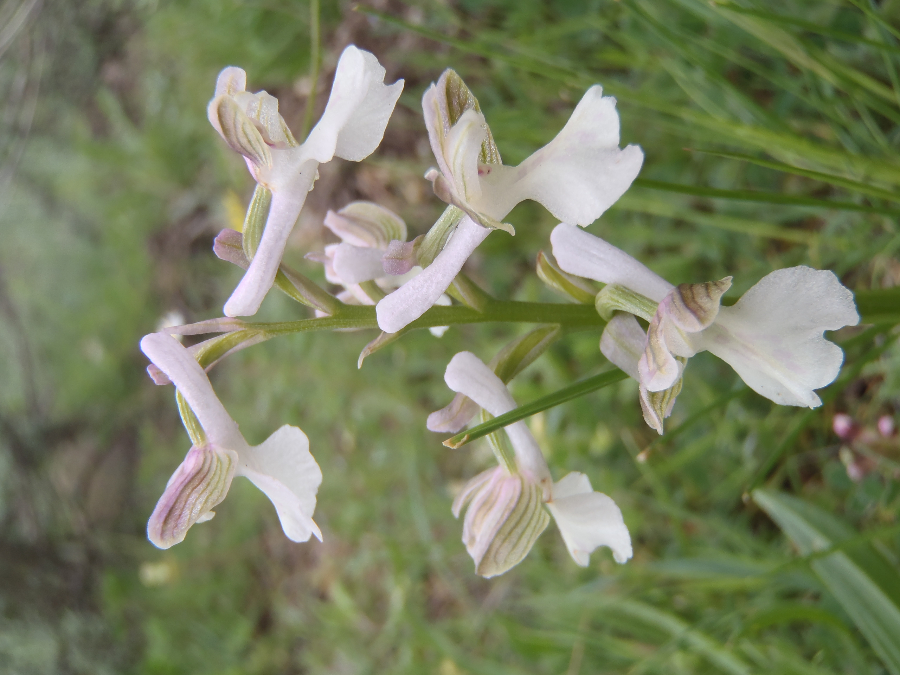 Anacamptis longicornu???