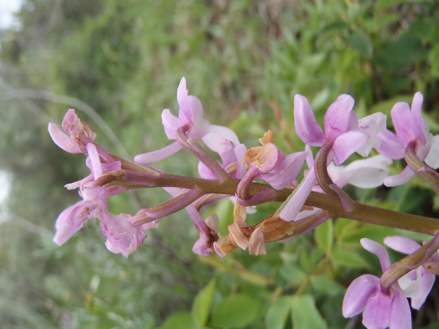 geen idee; omgeving Corte; schraal hellinggrasland met maquis