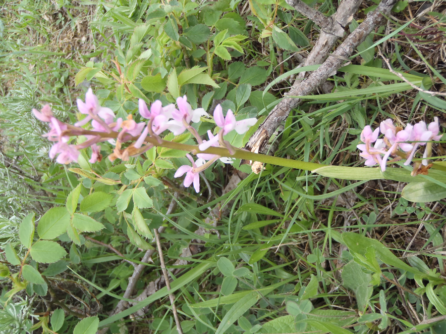 geen idee; omgeving Corte;  schraal hellinggrasland met maquis
