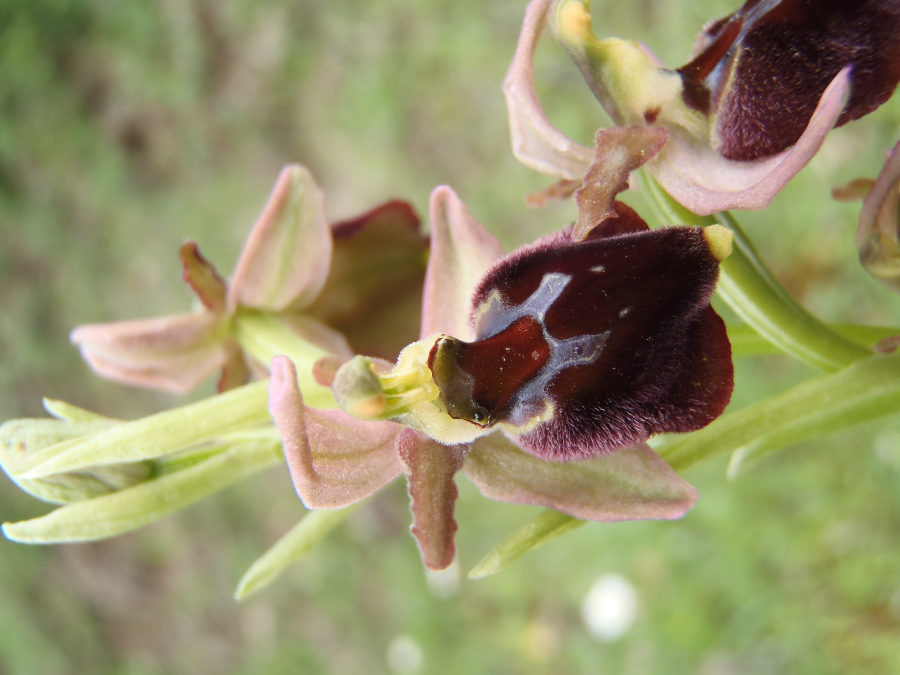 Zelfde hellinggrasland; Ophrys incubacea denk ik