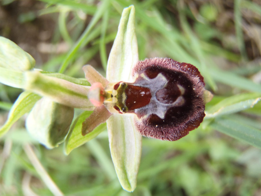 Zelfde hellinggrasland; Ophrys incubacea denk ik