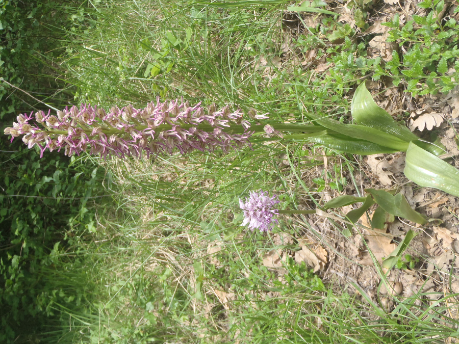 links Orchis simia, rechts een hybride? Plant zeer hoog tov simia  (Vercors)<br />de drie bijgaande foto's geven meer detail.