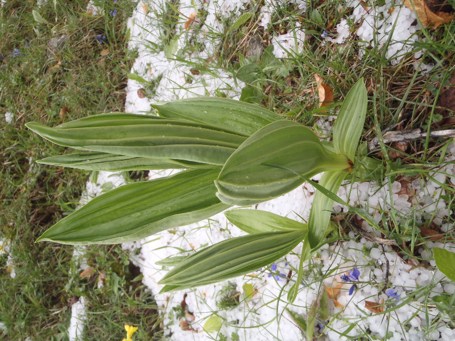 Kan dit Cypripedium zijn? Begin mei, Pierre Chauve, Vercors. Of Veratrum album? In nabijheid veel Dactylorhiza sambucina.