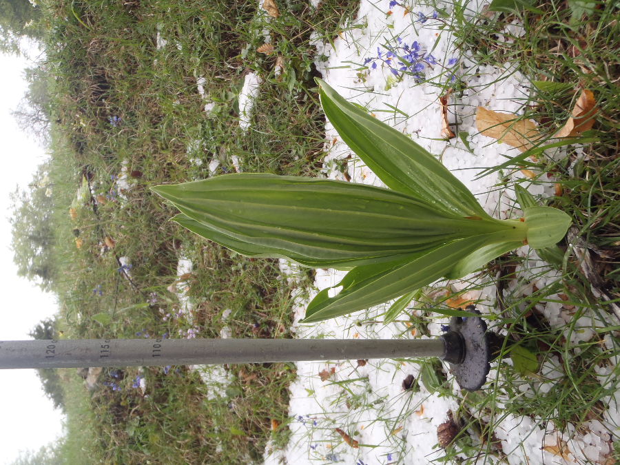 Kan dit Cypripedium zijn? Begin mei, Pierre Chauve, Vercors. Of Veratrum album?