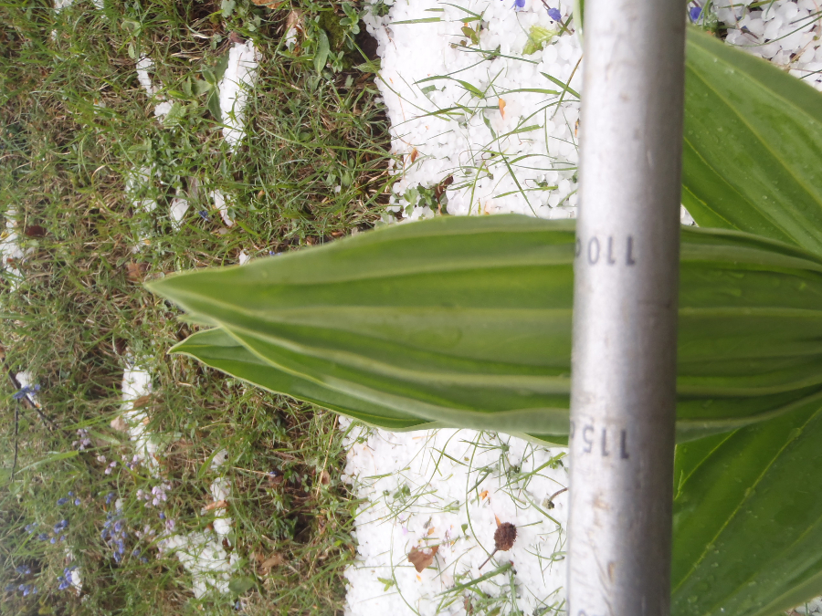 Kan dit Cypripedium zijn? Begin mei, Pierre Chauve, Vercors. Of Veratrum album?