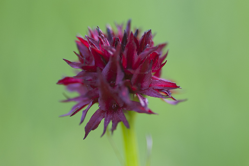 Zwarte Vanilleorchis.jpg