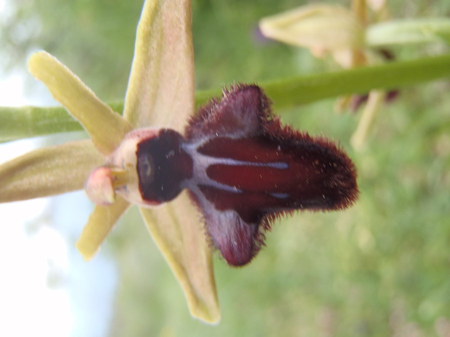 zelfde als volgende foto (?) , maar welke?