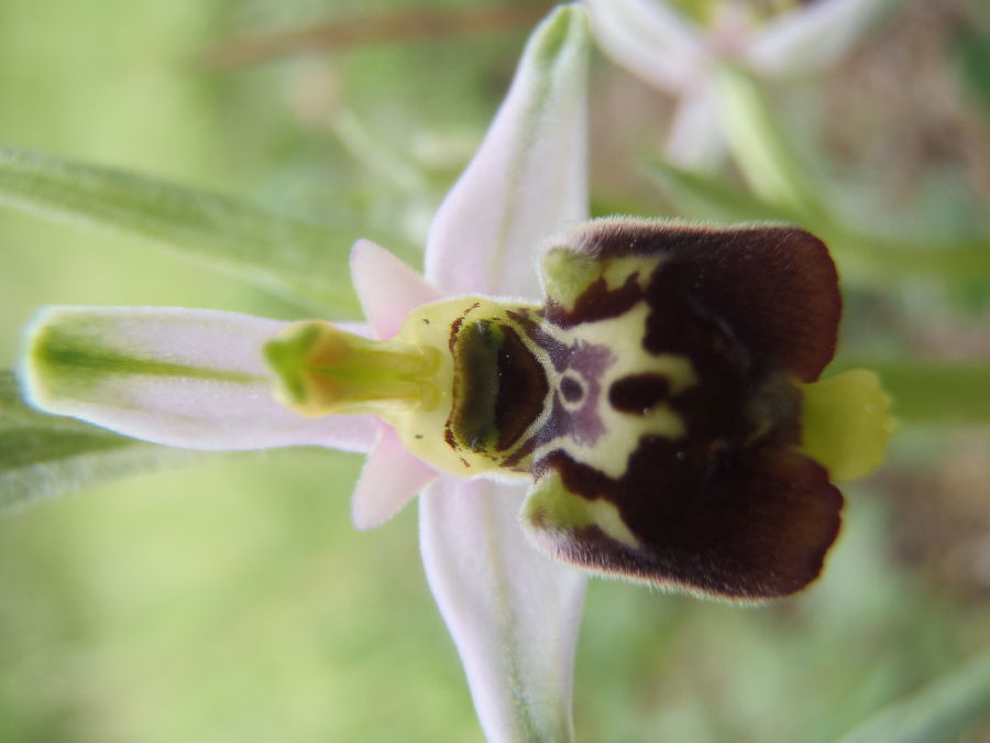 niet Corsica deze, Vercors!