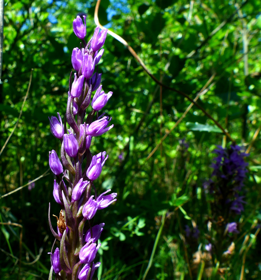 1-P1600818.JPG