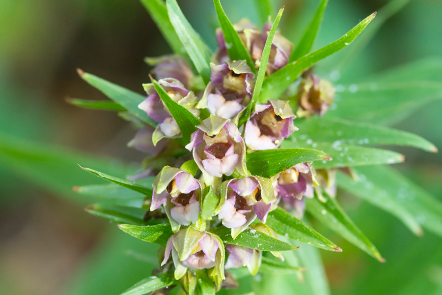 Brede_wespenorchis_HFD-2.jpg