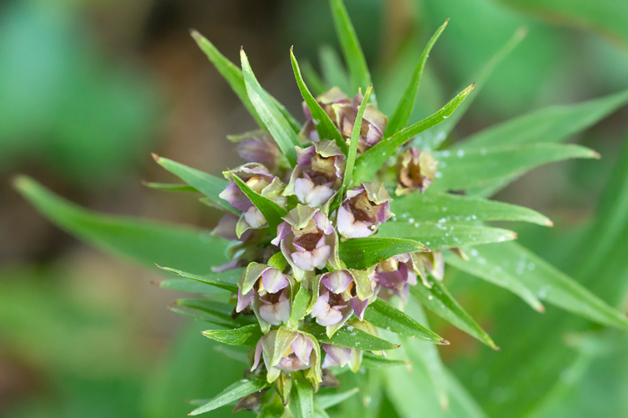 Brede_wespenorchis_HFD-1.jpg