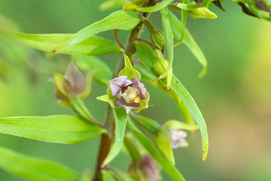 Brede_wespenorchis_HFD-5.jpg