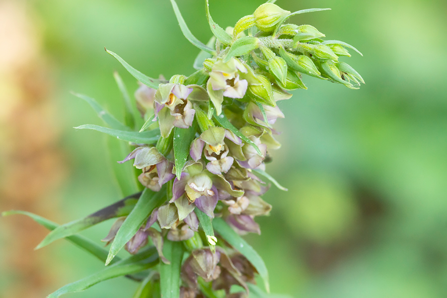 Brede_wespenorchis_HFD-4.jpg