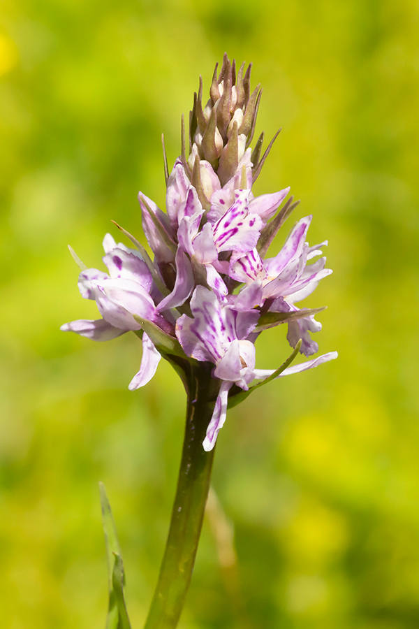 D_maculata_HMR-1.jpg
