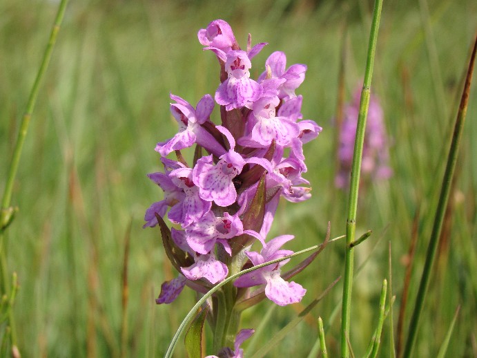 Rietorchis.jpg
