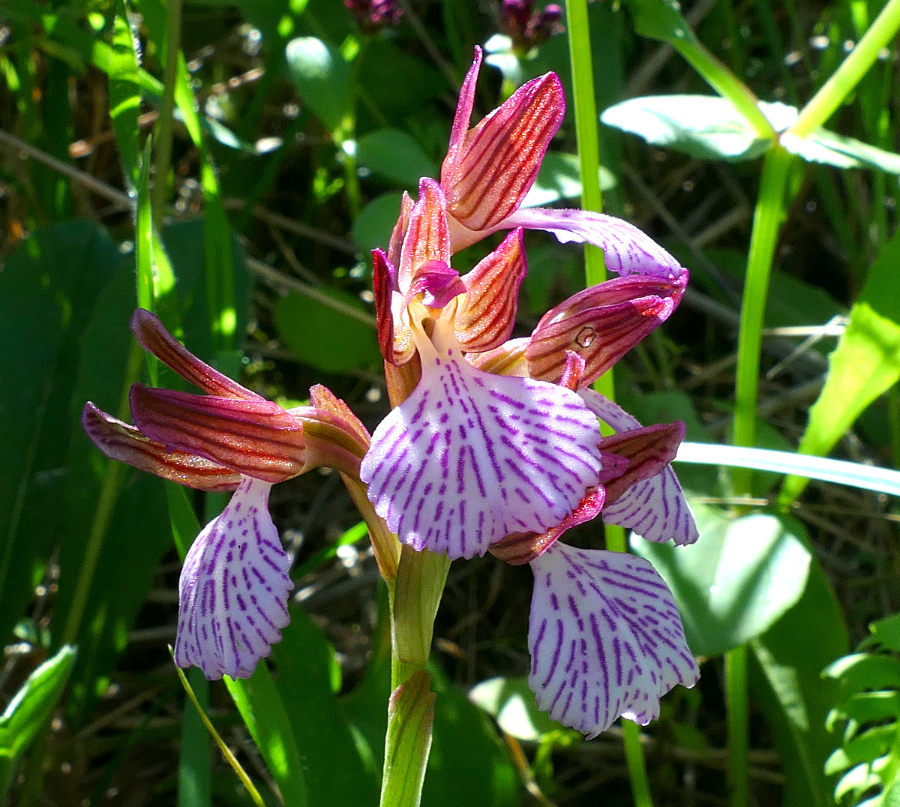 1-P1560430.JPG