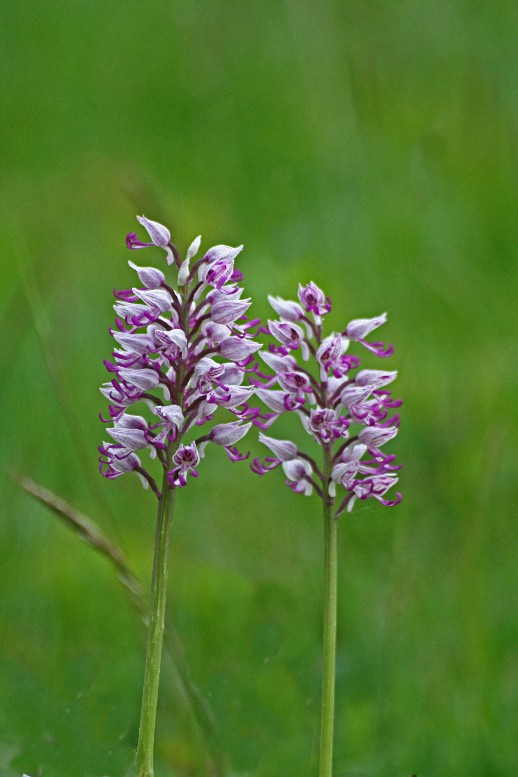 Orchis militaris x simia.jpg