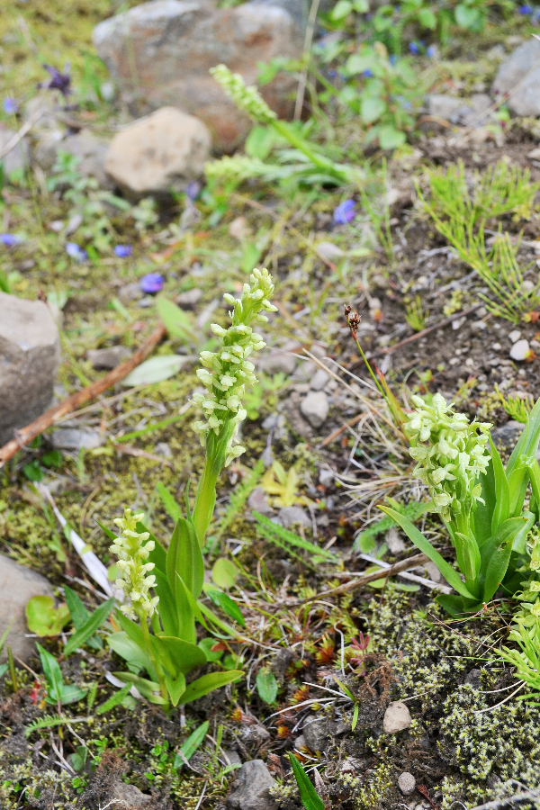Orchis1-IJsland072015.JPG