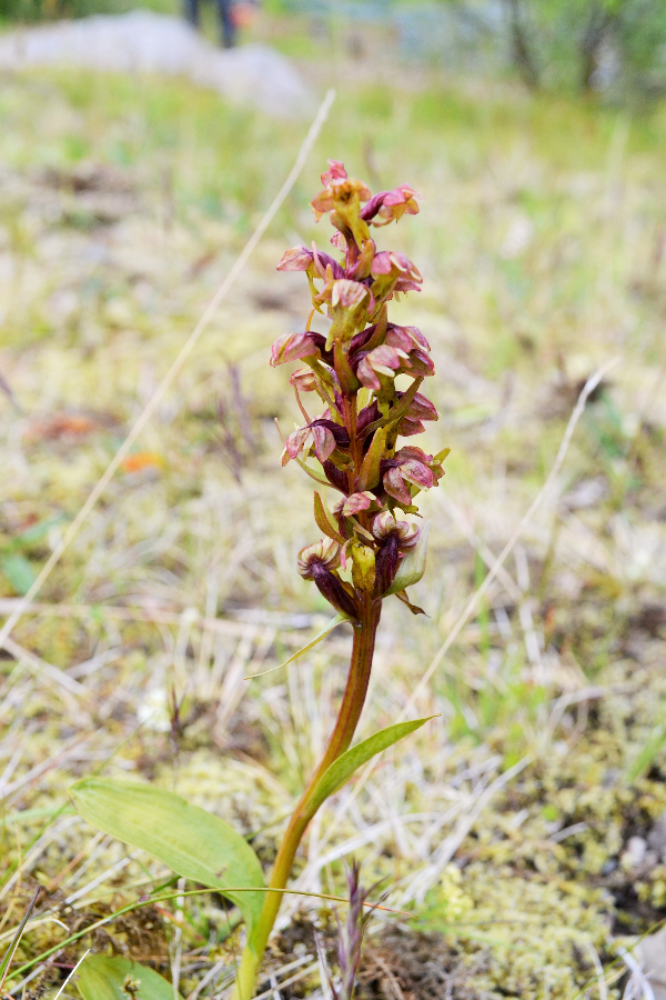 Orchis2-IJsland072015.JPG