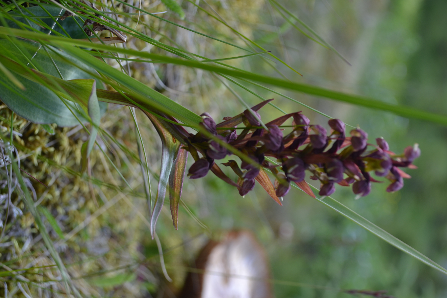 Orchis5-IJsland072015.JPG