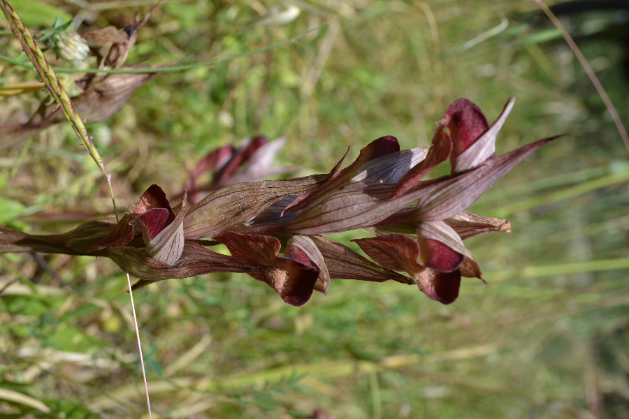 Brede-Tongorchis2.JPG