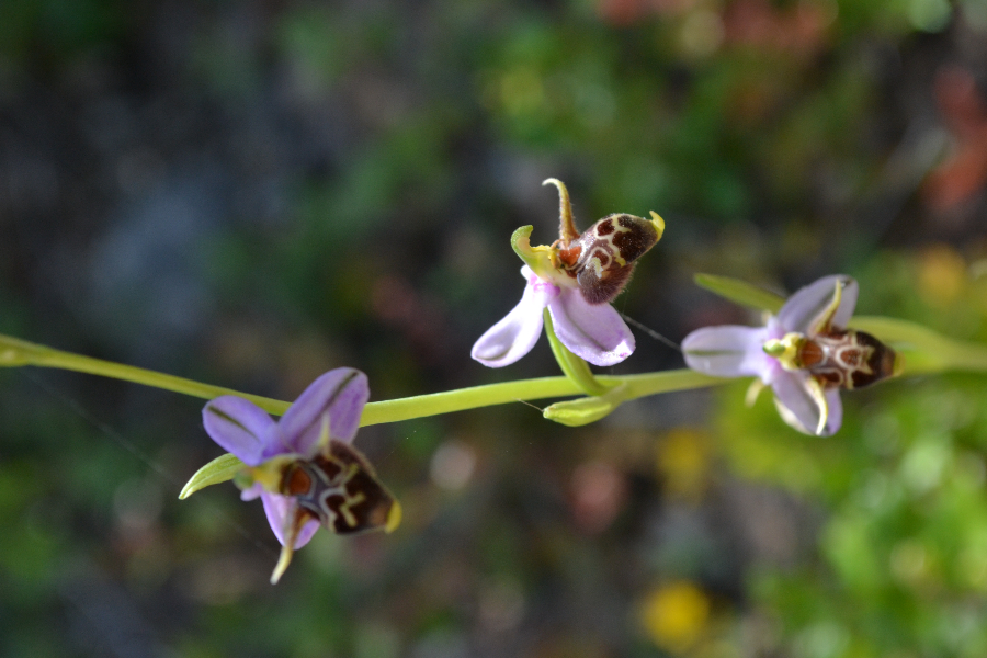 Bijenorchis3-Pelopponesos 0516.JPG
