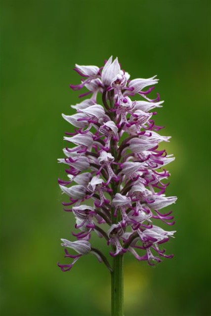 Orchis militaris x simia 2.jpg