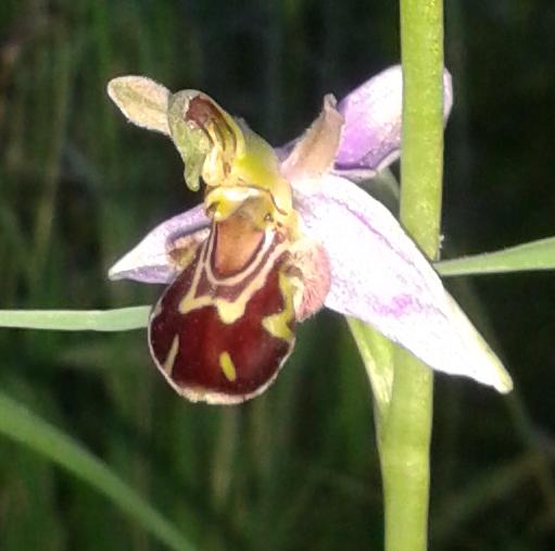 Aurita - fiburgensis.JPG