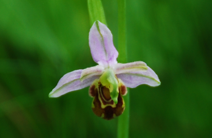 Friburgensis boomgaard 2018.JPG