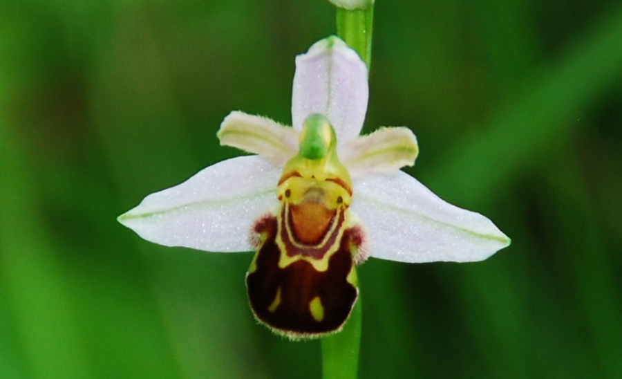 Friburgensis boomgaard 2018 2.JPG