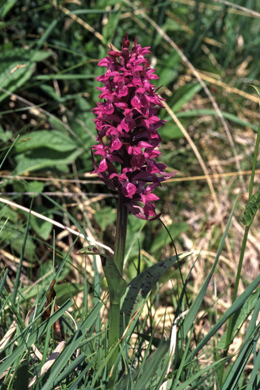 Dactylorhiza_alpestris_01.jpg
