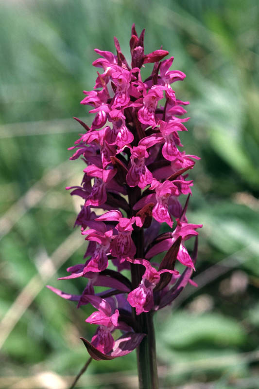 Dactylorhiza_alpestris_02.jpg