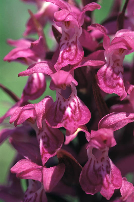 Dactylorhiza_alpestris_03.jpg