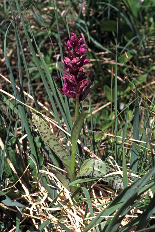 Dactylorhiza_alpestris_05.jpg