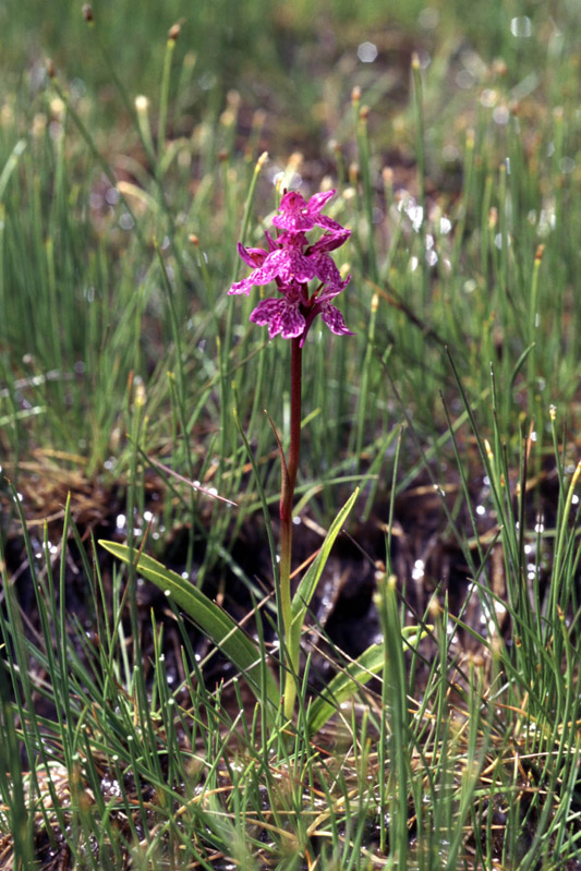 Dactylorhiza-1.jpg