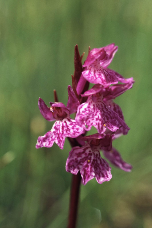 Dactylorhiza-2.jpg