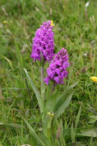 Dactylorhiza pardalina.jpg